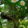 南禅寺・夏椿