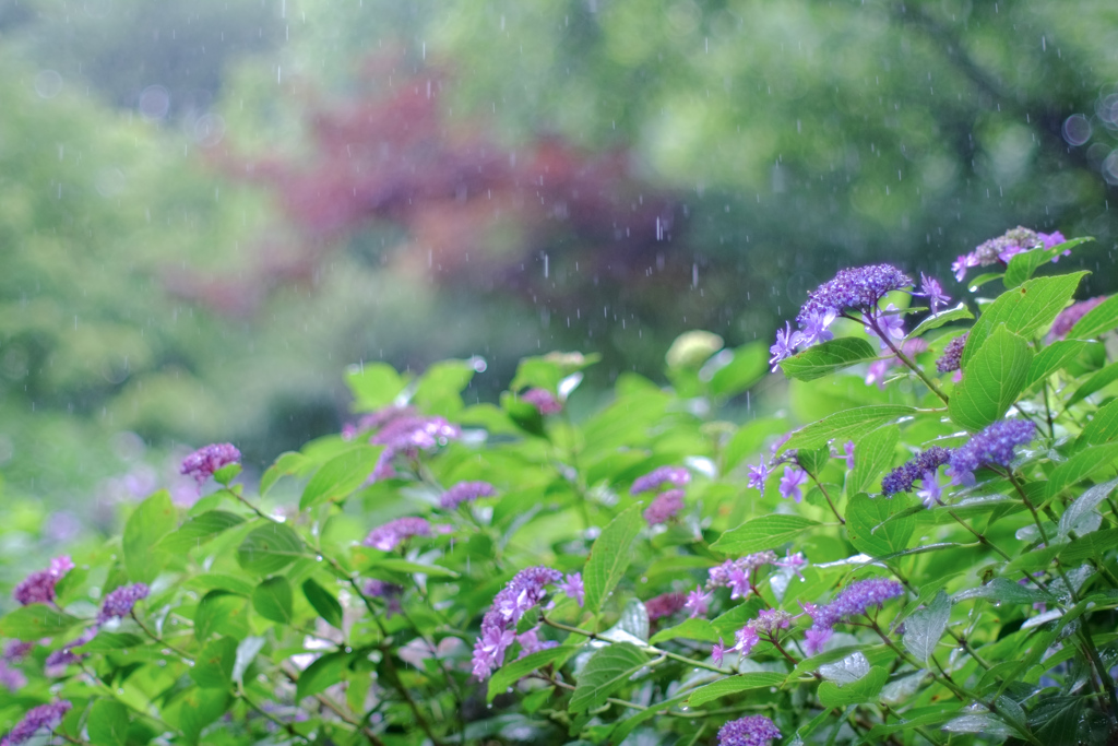 やさしい雨(2)