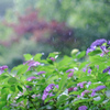 やさしい雨(2)