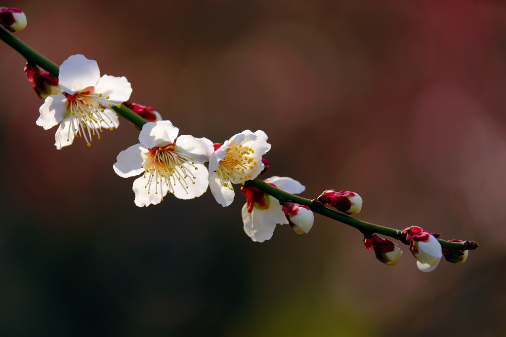 梅花一枝