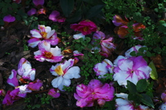 早春の花(3) 椿