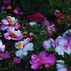 早春の花(3) 椿