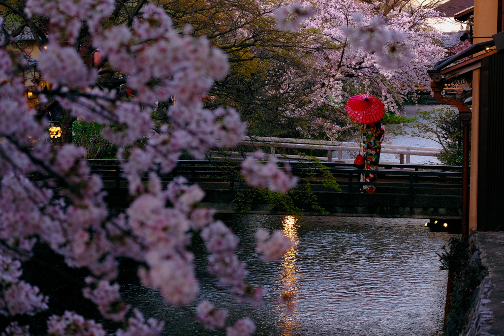 白川の桜