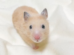 キンクマハムスター
