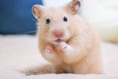うちのペット