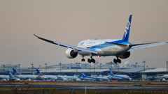 ANA B787