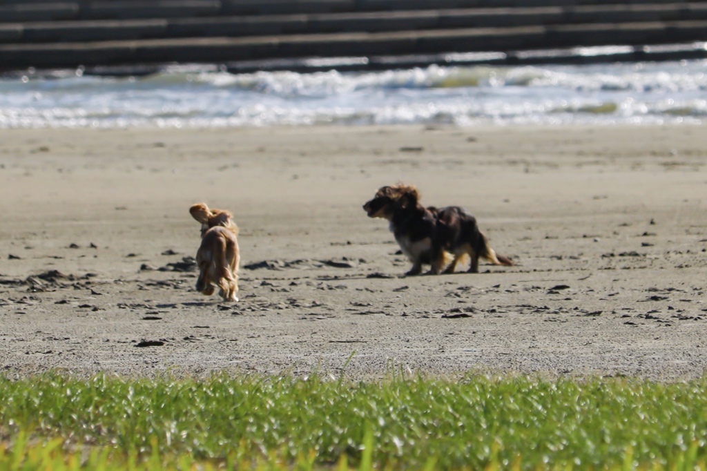 どなたかのペット