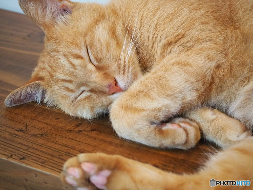お昼ねこ