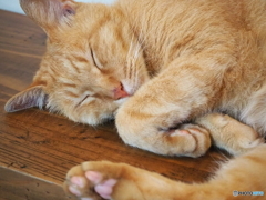 お昼ねこ