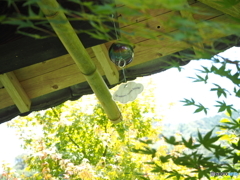 夏の兆し