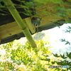 夏の兆し