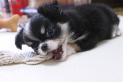まろ眉くん