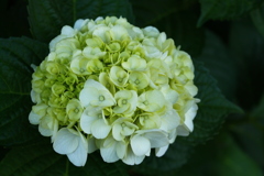 夜の紫陽花