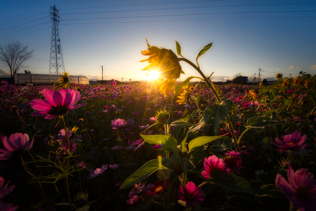 秋照らす夏