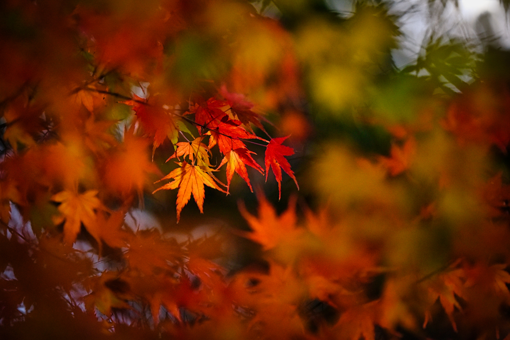momiji