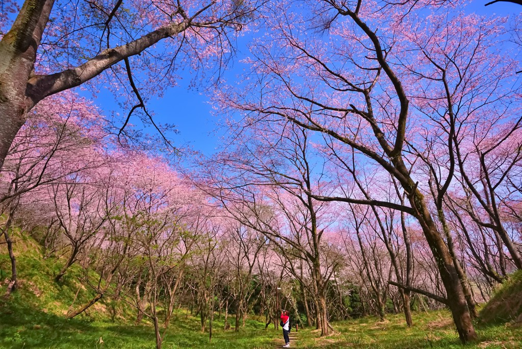 花立公園