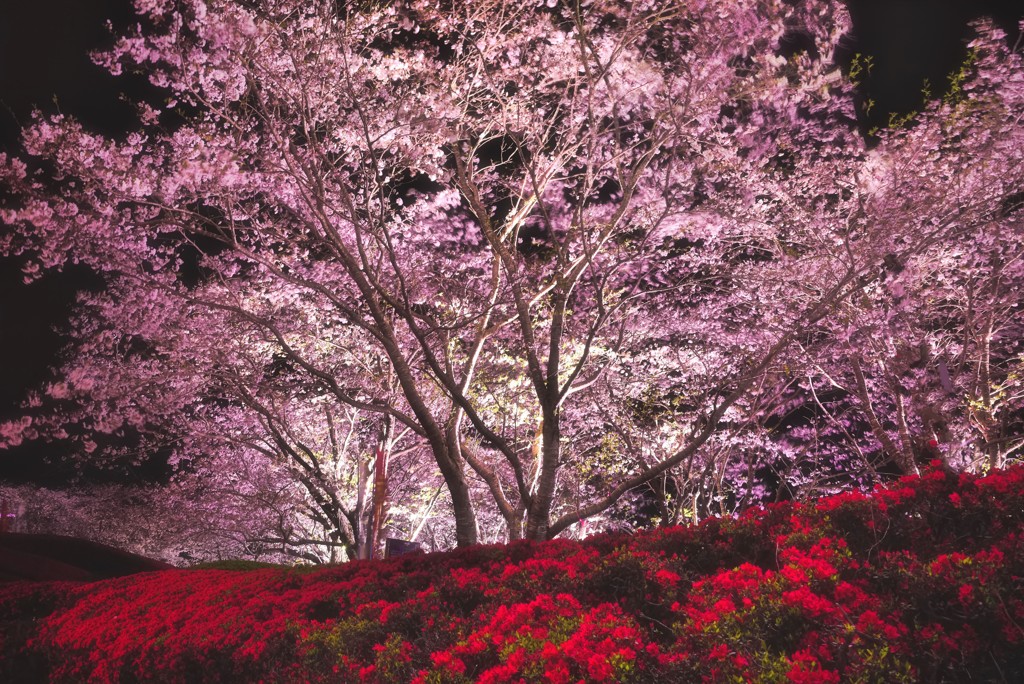 夜桜つつじ