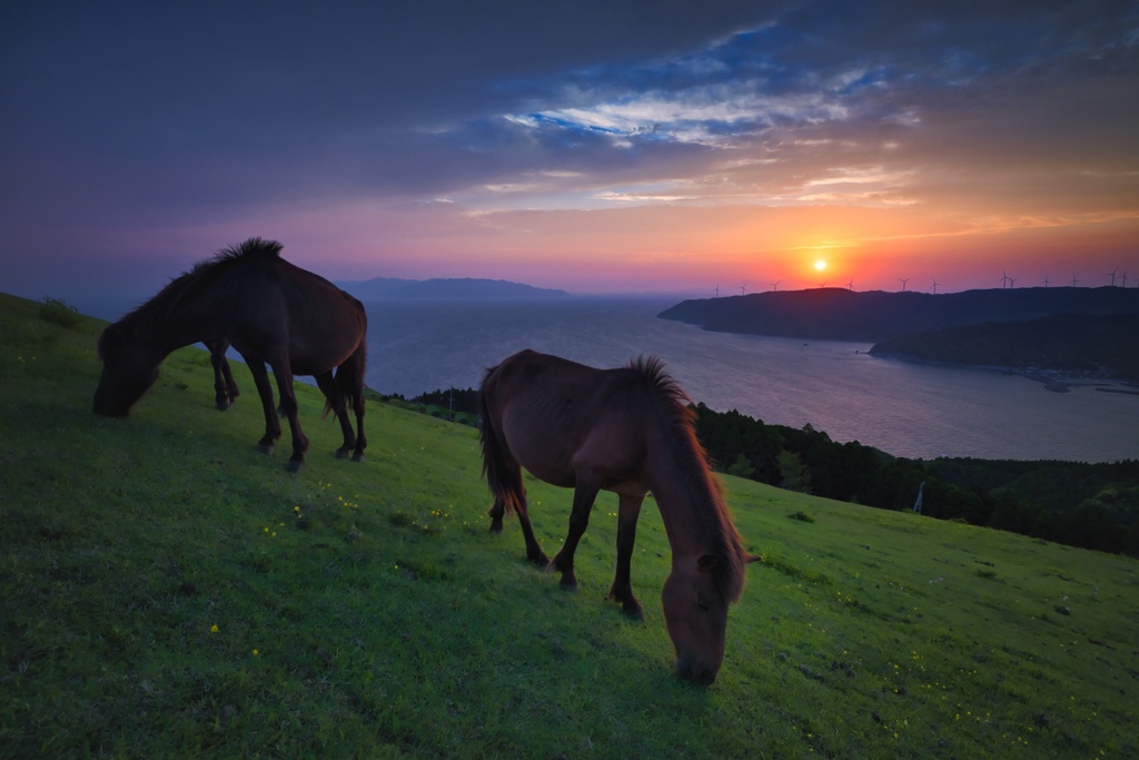 絶景に住む岬馬