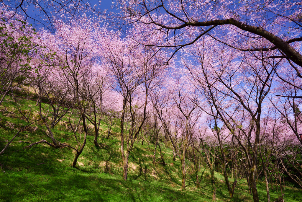 花立公園