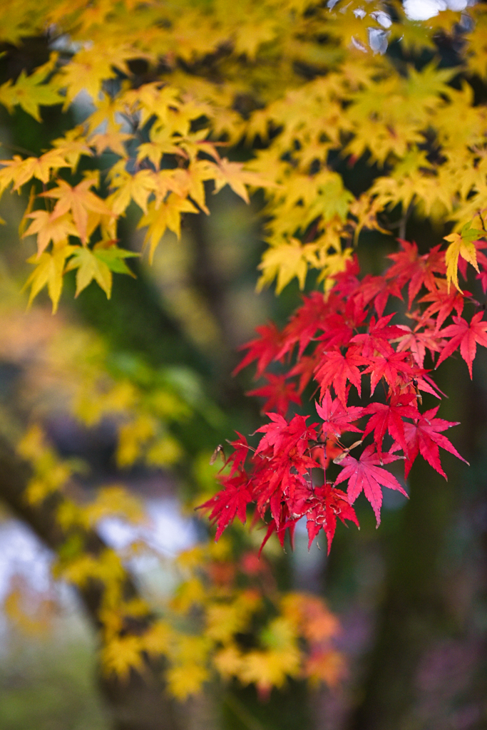 紅しょうが