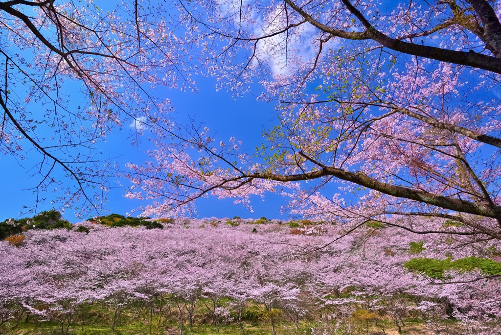 花立公園