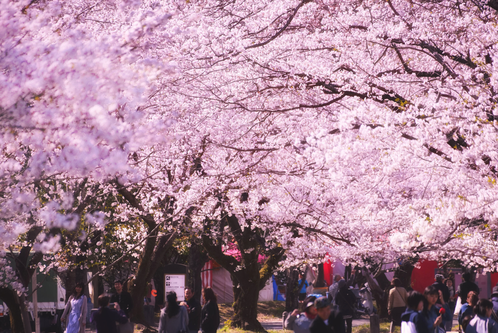 桜の下で