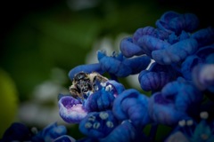 養蜂華