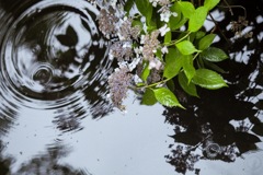 梅雨花弁