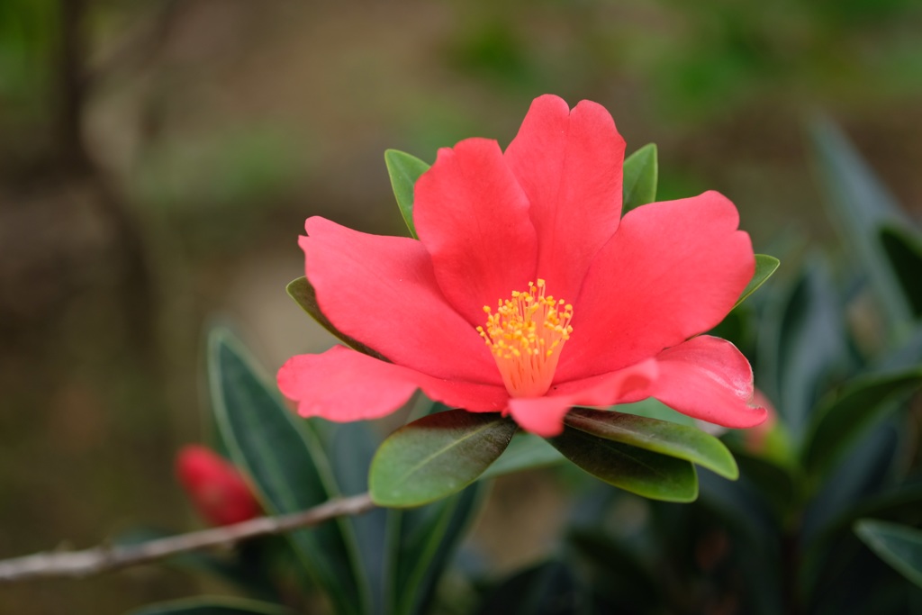 公園の花