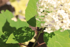花かげ