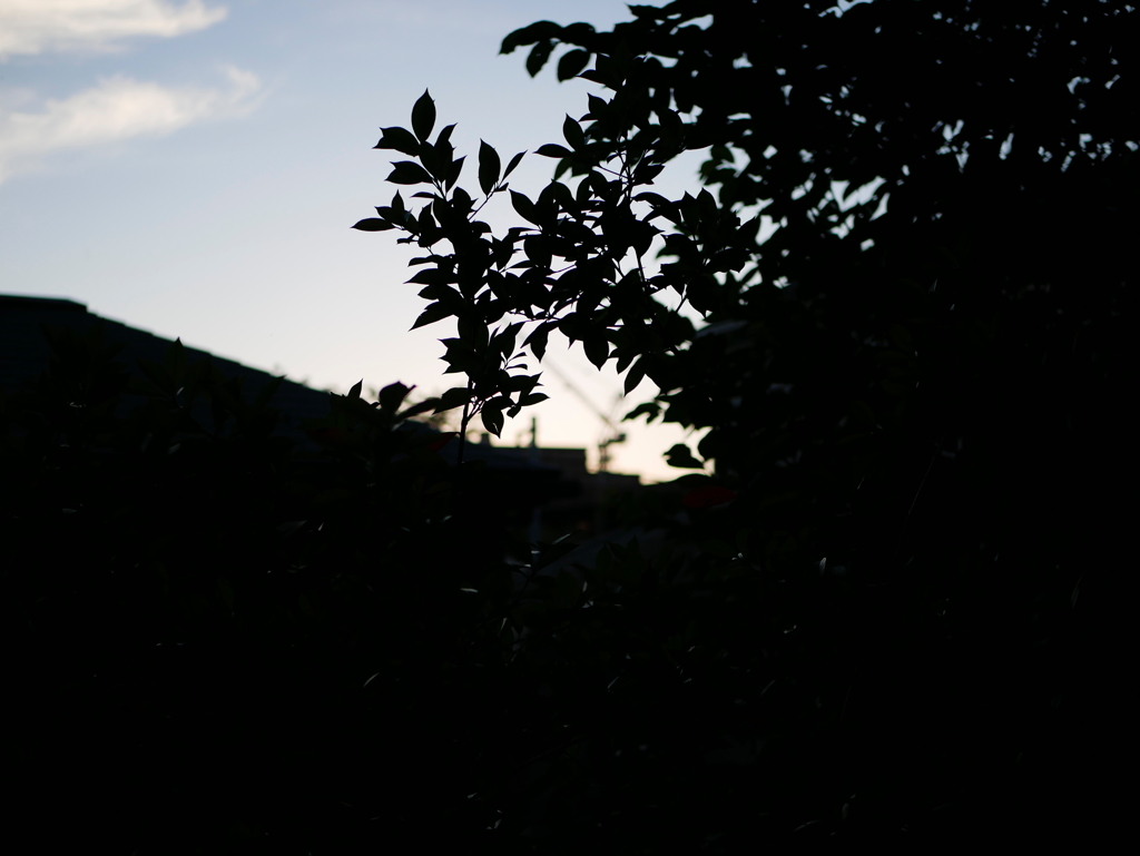 初夏、早朝 (3)