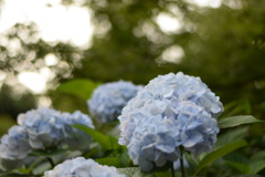 武雄神社紫陽花