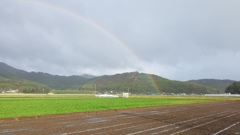 綺麗な虹