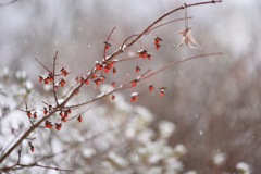 雪降りの朝