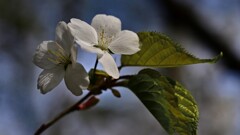 山の桜