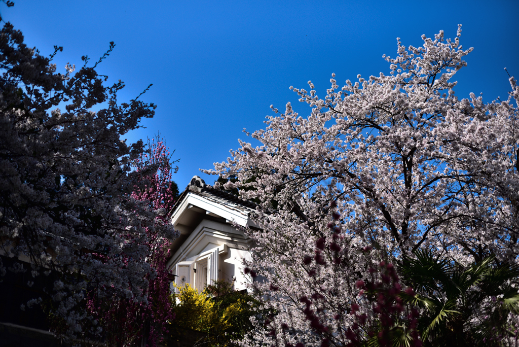 蔵と桜