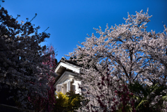 蔵と桜