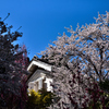 蔵と桜