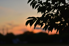 桜の若葉と夕焼け空