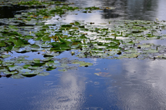 睡蓮の池に、日の照りながら雨の降るとき