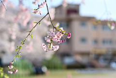 春の日曜日、山の小学校