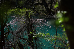 湖沼と花