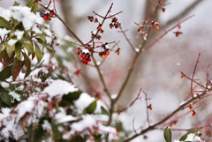 雪、深々と