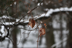 雪解けるころに枯れ残り