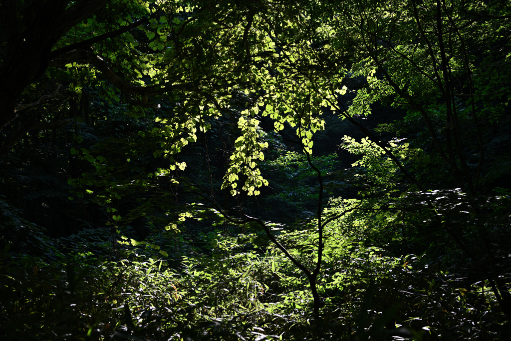 自然林にて