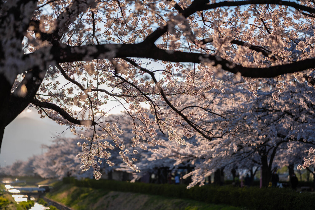 堤の桜、夕陽に映えて