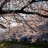 堤の桜、夕陽に映えて