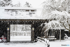 雪の日に