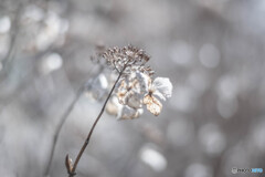 冬の紫陽花