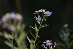 秋の野の花